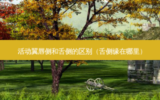 活动翼唇侧和舌侧的区别（舌侧缘在哪里）
