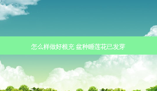 怎么样做好根充 盆种睡莲花已发芽-第1张图片-容颜志 - 专注变美资讯 怎么样做好根充 盆种睡莲花已发芽-第1张图片-容颜志 - 专注变美资讯