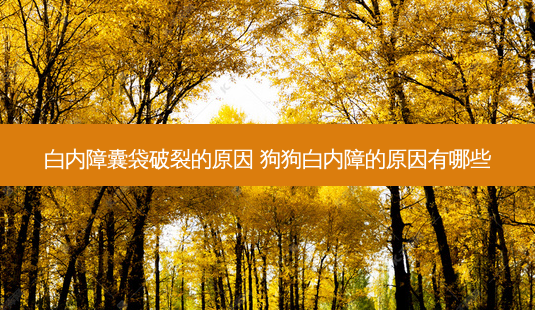 白内障囊袋破裂的原因 狗狗白内障的原因有哪些-第1张图片-容颜志 - 专注变美资讯 白内障囊袋破裂的原因 狗狗白内障的原因有哪些-第1张图片-容颜志 - 专注变美资讯